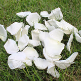 Rose Petals, REAL Freeze Dried Petals, 5 cups