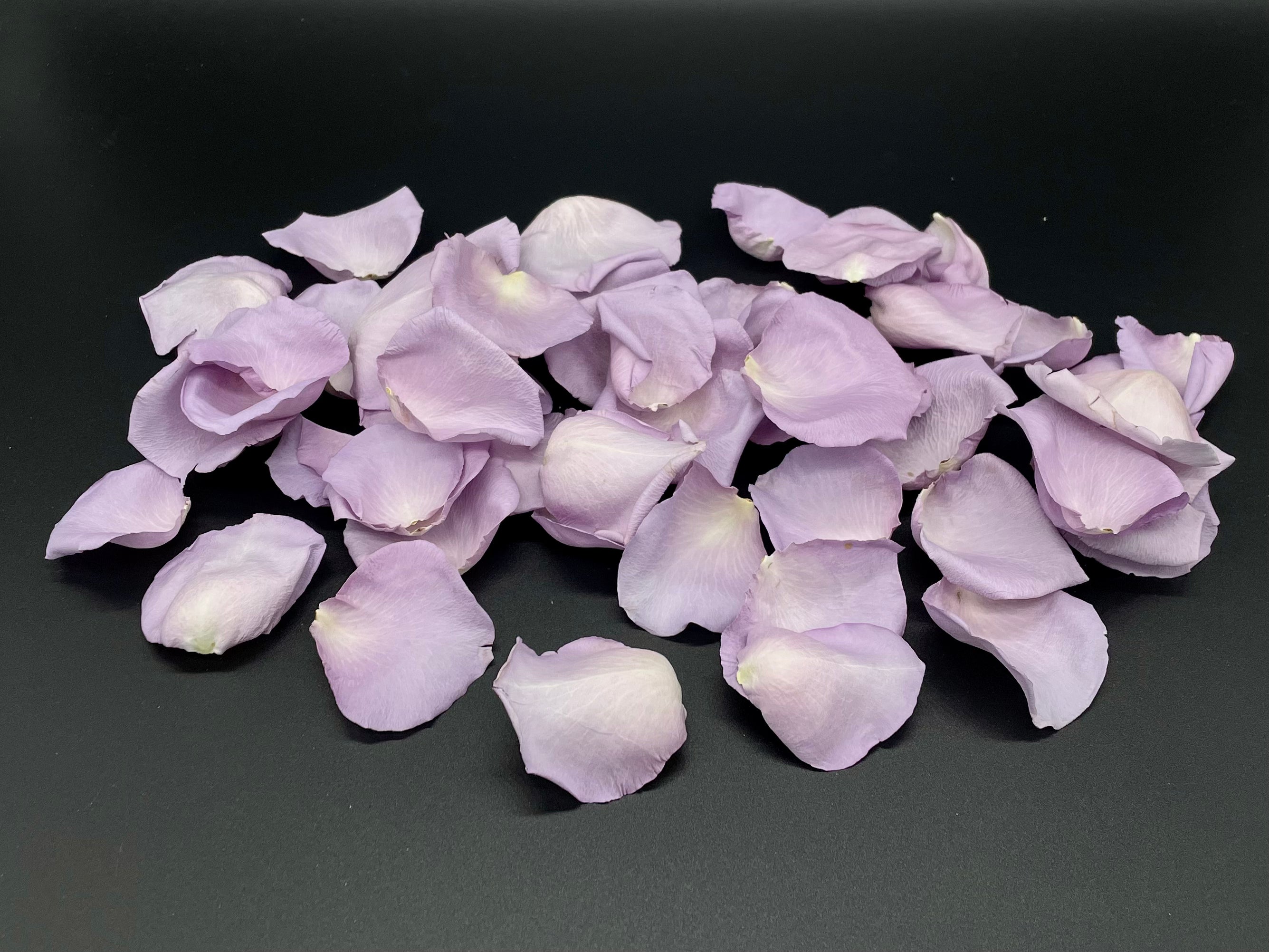 Freeze Dried Rose Petals, Flirty Fuchsia, REAL Rose Petals, Perfectly  Preserved. All Natural and Biodegradable, Ships Based on Event Date 