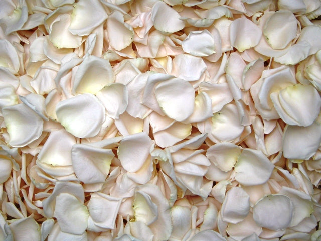 Rose Petals, REAL Freeze Dried Ivory Rose Petals, Biodegradable
