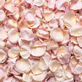 Freeze Dried Rose Petals - Ballerina Pink