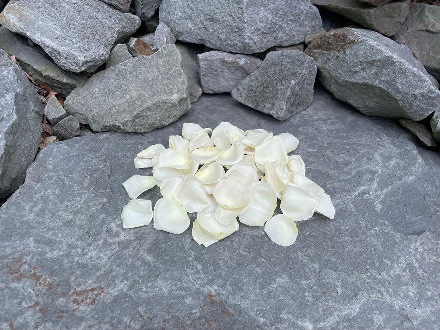 Freeze Dried Rose Petals - Ivory