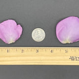 Freeze Dried Rose Petals - Lilac