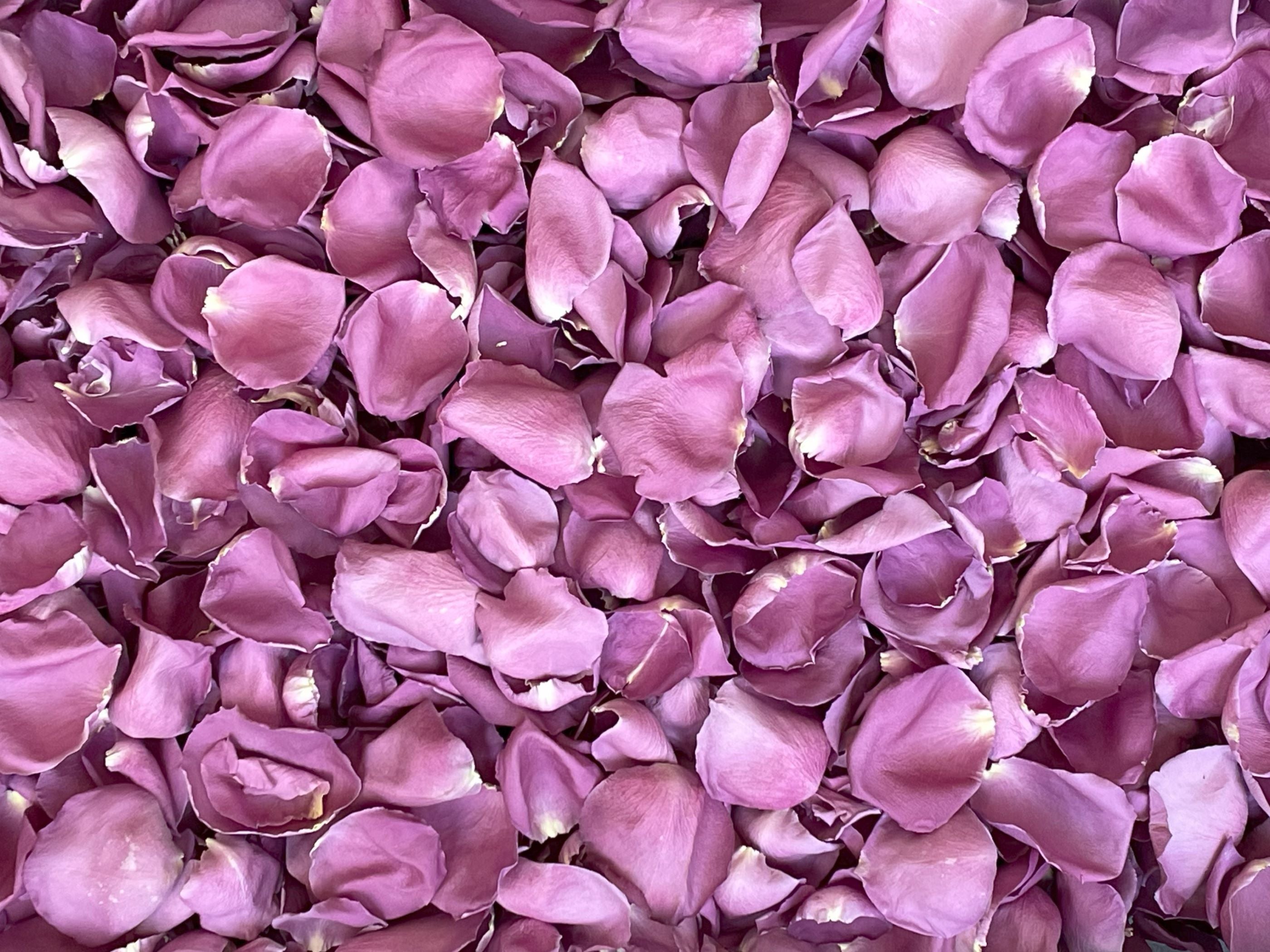 Freeze Dried Rose Petals - Purple – Petal Garden, Inc.