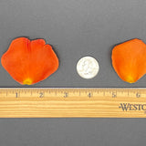 Freeze Dried Rose Petals - Flaming Hot Orange