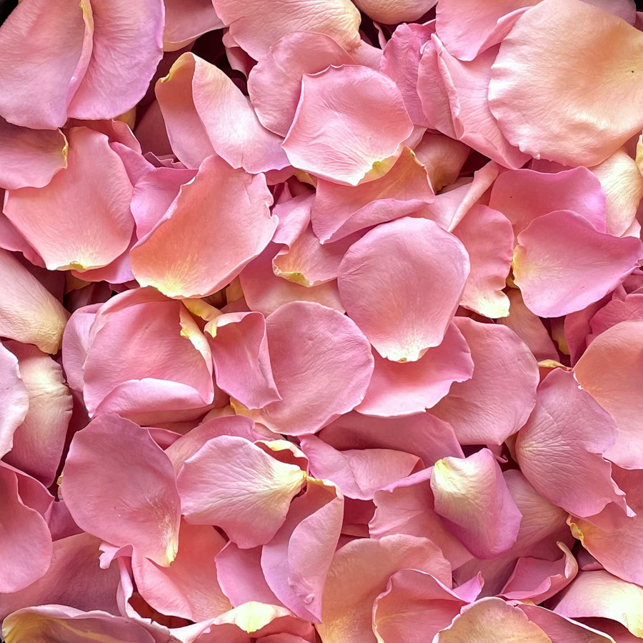 Freeze Dried Rose Petals - Mauve