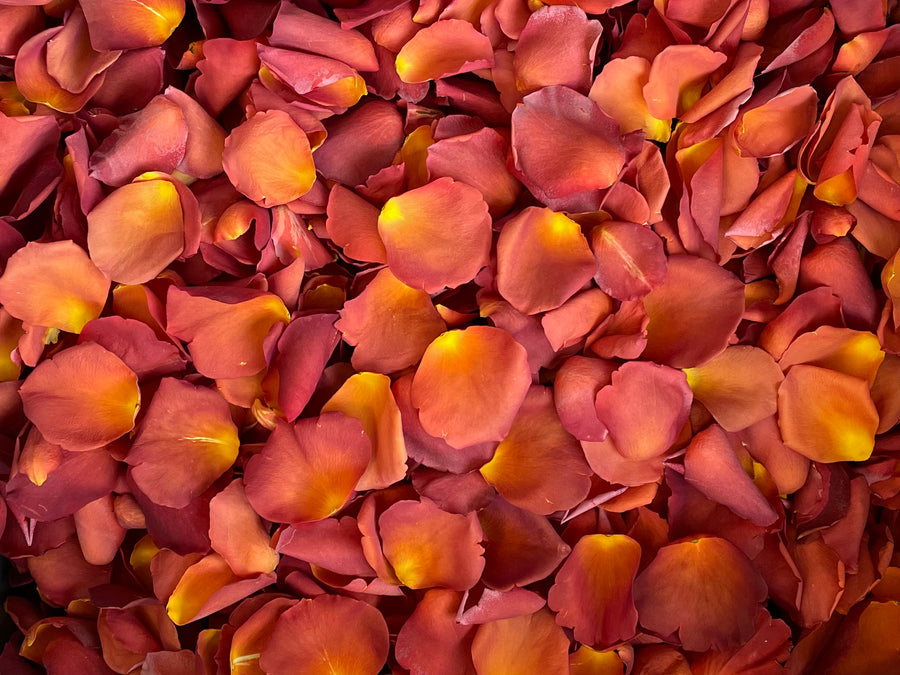 Freeze Dried Rose Petals - Sunset