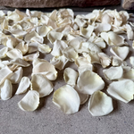 White rose petals scattered on a textured surface