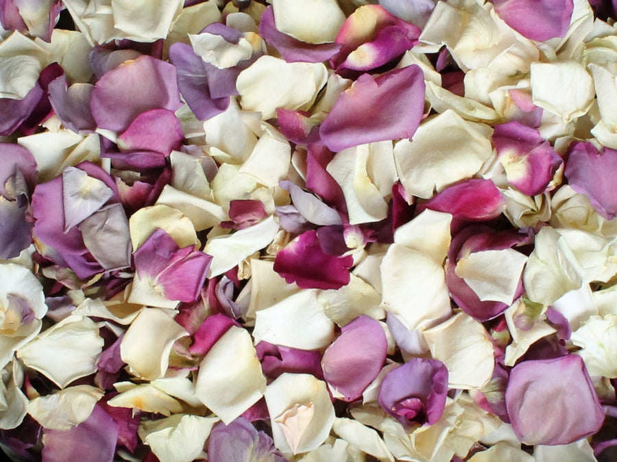 Rose Petals, Real Freeze Dried Ivory and Purple Petals for Pathways, 70 cups