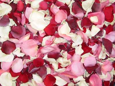Rose Petals, Romance Blend Real Freeze Dried Petals for Pathways, 70 cups