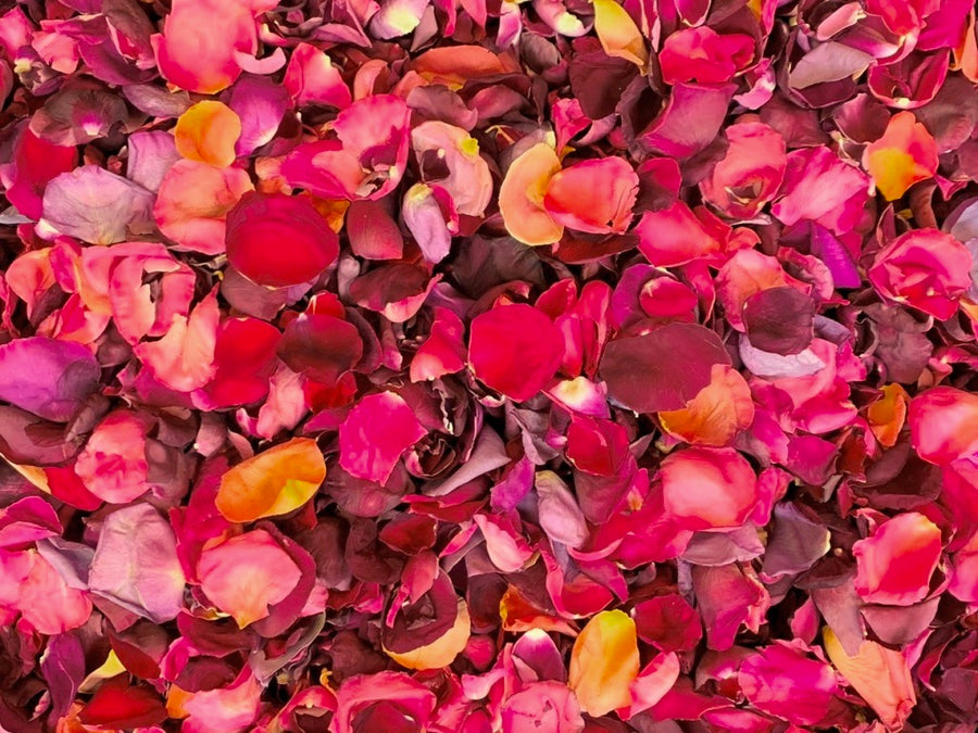 Rose Petals, Dark Colors, Real Freeze Dried Bulk Budget Petals, 100 cups