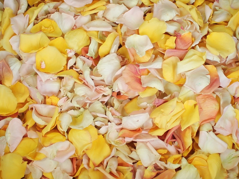 Rose Petals, Real Freeze Dried Petals in Blush, Ivory, Yellow, and Peach for Pathways, 70 cups