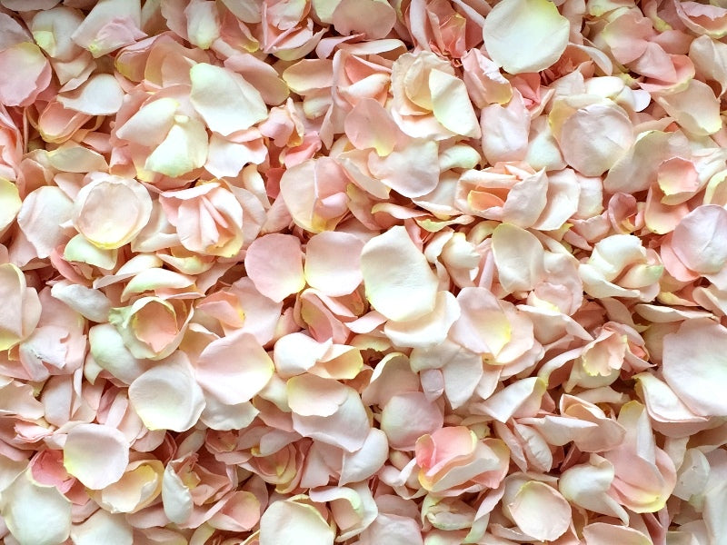 Freeze Dried Rose Petals - Blush