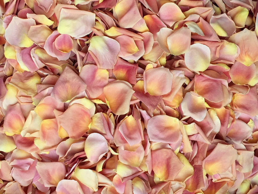 Freeze Dried Rose Petals - Peach – Petal Garden, Inc.