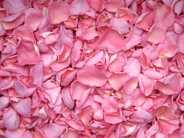 Freeze Dried Rose Petals Teal 5 Cups of REAL Rose Petals 