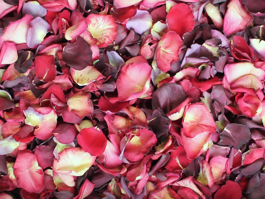 Rose Petals, Real Freeze Dried Red, Pink, and Purple Petals for Pathways, 70 cups